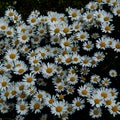 White Daisy Background And Texture